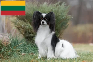 Lee más sobre el artículo Continental Dwarf Spaniel Criador y Cachorros en Lituania