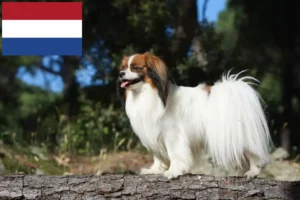 Lee más sobre el artículo Criador de Spaniel Enano Continental y cachorros en los Países Bajos