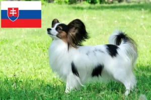 Lee más sobre el artículo Continental Dwarf Spaniel Criador y Cachorros en Eslovaquia