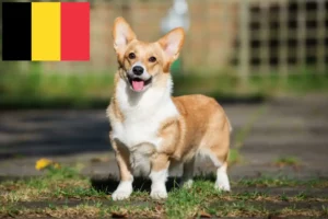 Lee más sobre el artículo Criadores de Welsh Corgi y cachorros en Bélgica