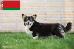 Lee más sobre el artículo Criadores de Welsh Corgi y cachorros en Bielorrusia