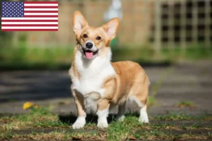 Lee más sobre el artículo Welsh Corgi criadores y cachorros en los EE.UU.