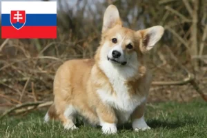 Lee más sobre el artículo Criadores de Corgi Galés y cachorros en Eslovaquia