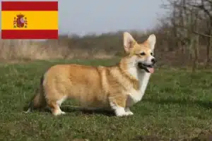 Lee más sobre el artículo Criadores y cachorros de Corgi Galés en España