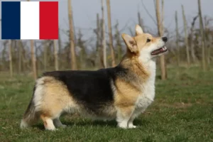 Lee más sobre el artículo Criadores y cachorros de Corgi galés en Francia