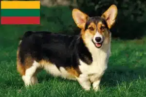 Lee más sobre el artículo Criadores de Welsh Corgi y cachorros en Lituania