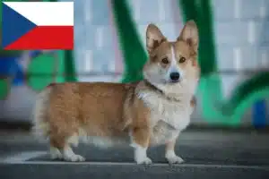 Lee más sobre el artículo Criadores y cachorros de Corgi Galés en la República Checa