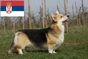 Lee más sobre el artículo Criadores de Welsh Corgi y cachorros en Serbia