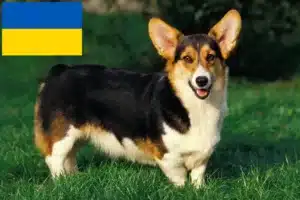 Lee más sobre el artículo Criadores de Welsh Corgi y cachorros en Ucrania