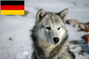 Lee más sobre el artículo Criadores de perros y cachorros de Groenlandia en Alemania