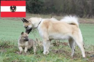 Lee más sobre el artículo Criadores de perros y cachorros de Groenlandia en Austria