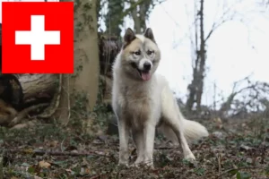 Lee más sobre el artículo Criadores de perros y cachorros de Groenlandia en Suiza