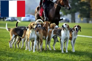 Lee más sobre el artículo Criadores de sabuesos franceses y cachorros en Francia