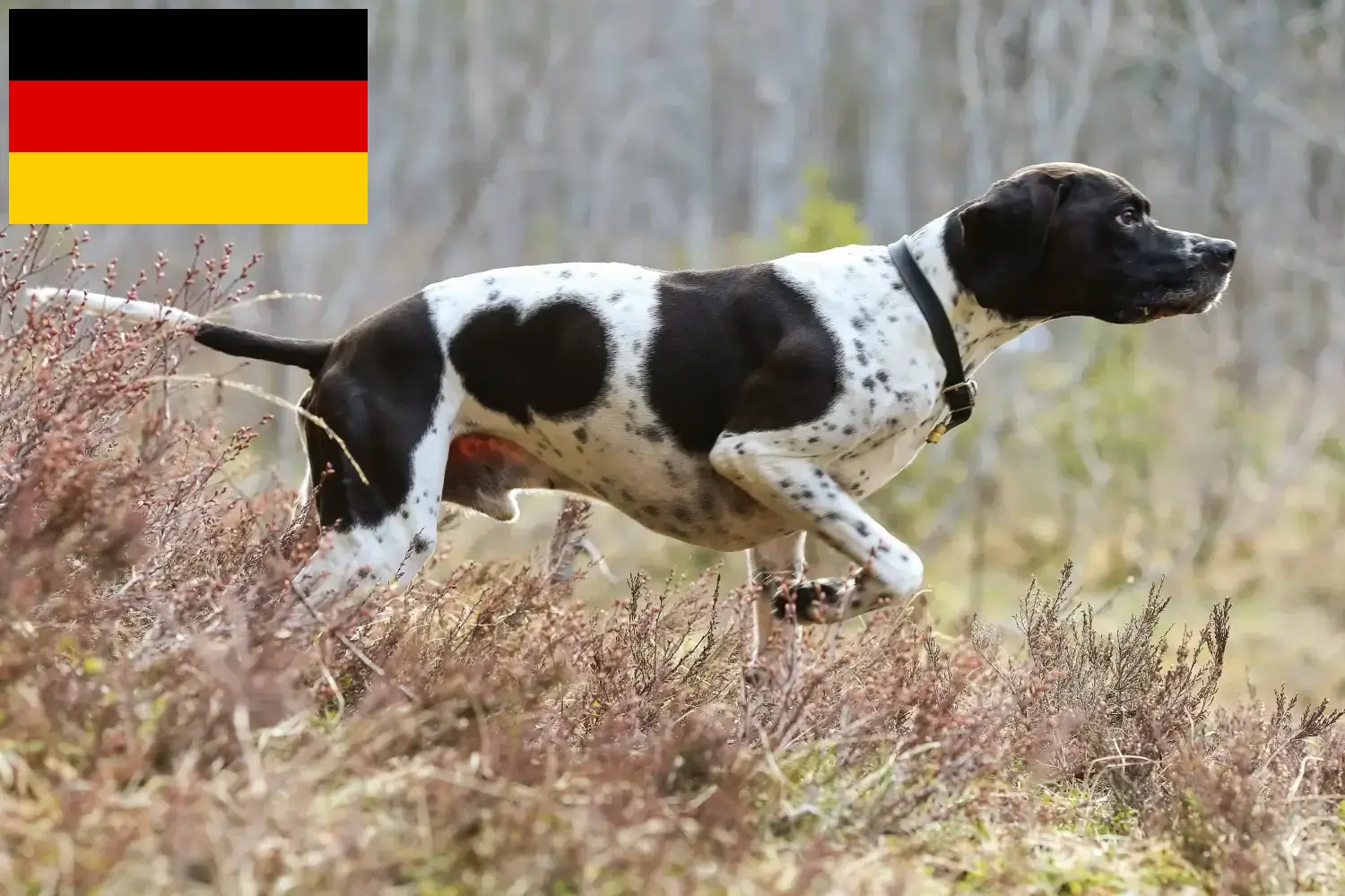 Lee más sobre el artículo Criadores y cachorros de Pointer inglés en Alemania