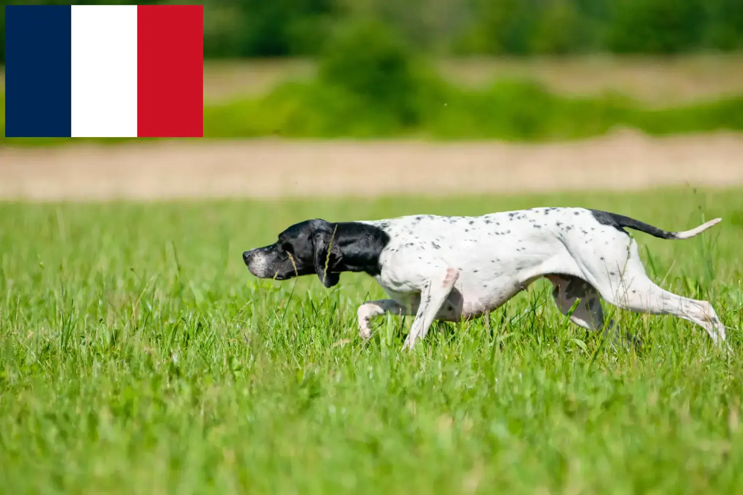 Lee más sobre el artículo Criadores y cachorros de Pointer inglés en Francia