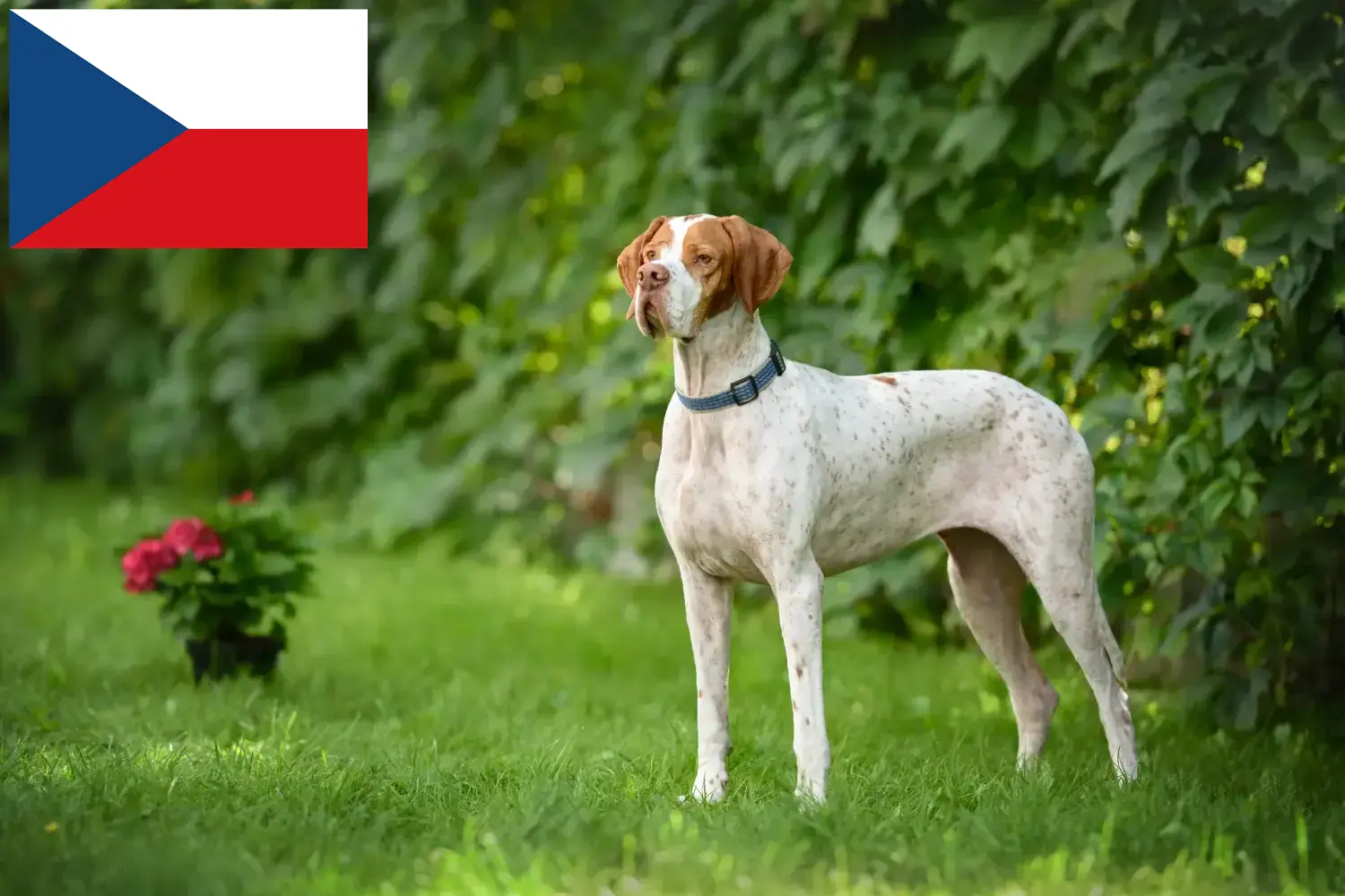 Lee más sobre el artículo Criadores de Pointer inglés y cachorros en la República Checa