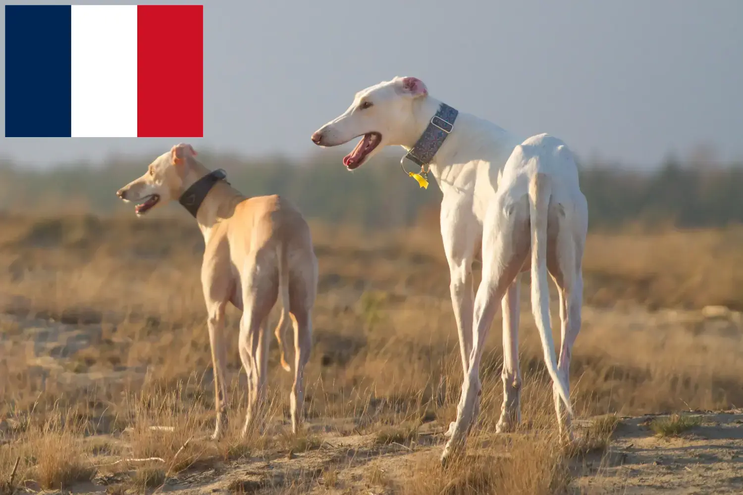 Lee más sobre el artículo Criadores y cachorros de Chart Polski en Francia