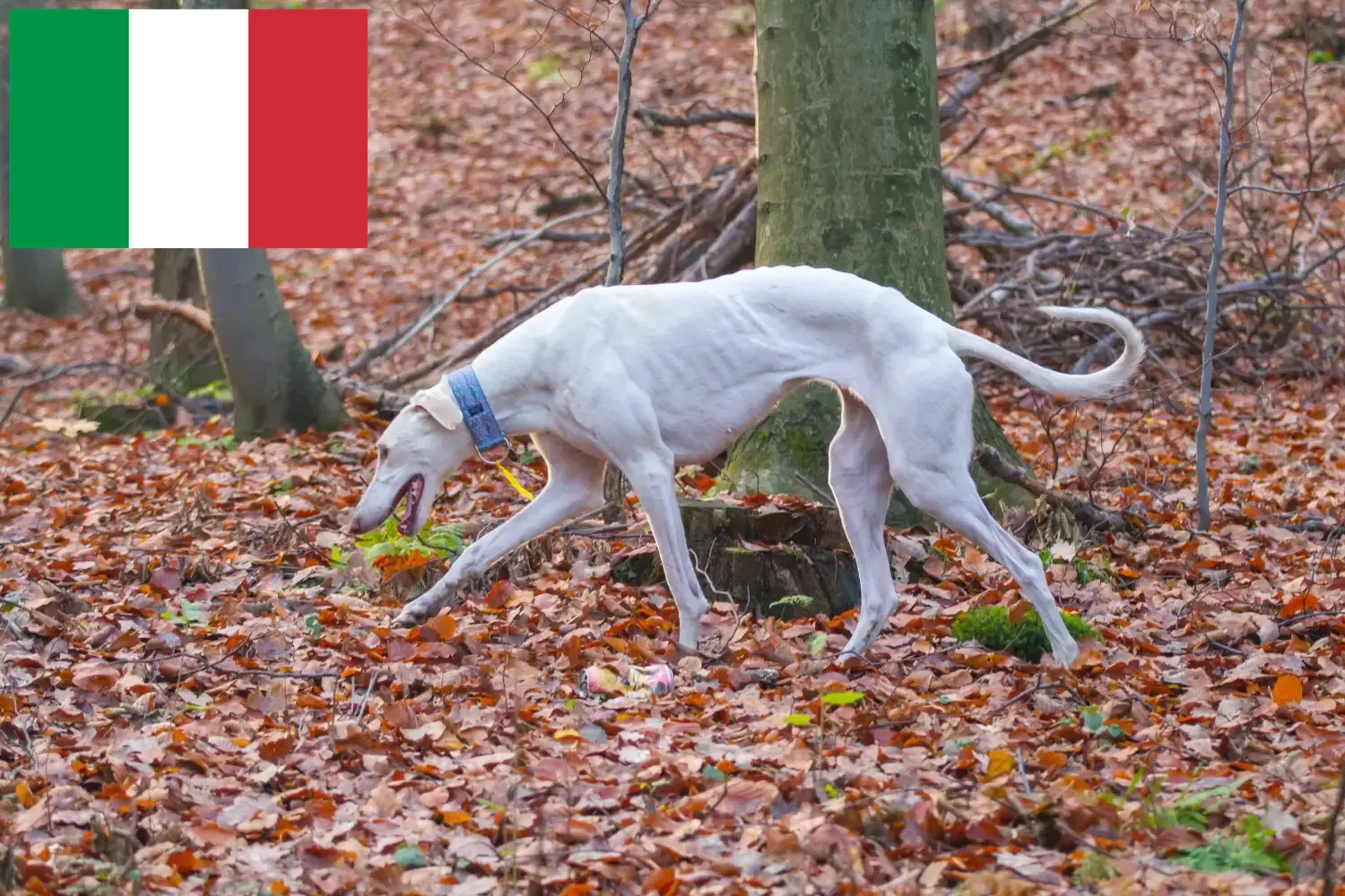 Lee más sobre el artículo Criadores y cachorros de Chart Polski en Italia