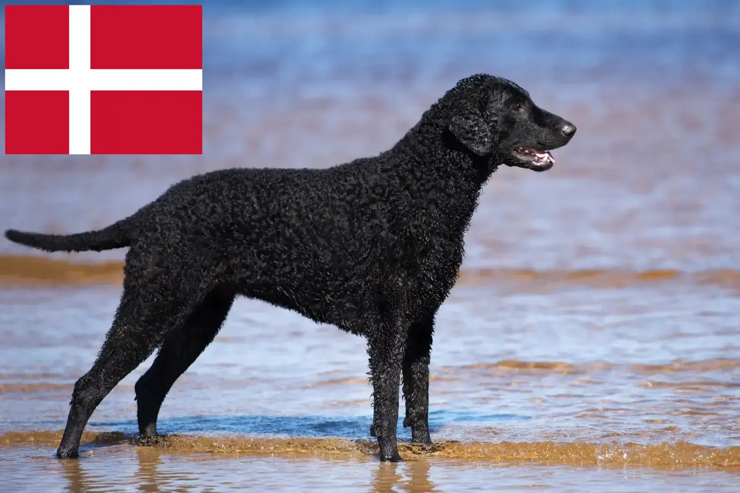 Lee más sobre el artículo Criadores de Curly Coated Retriever y cachorros en Dinamarca