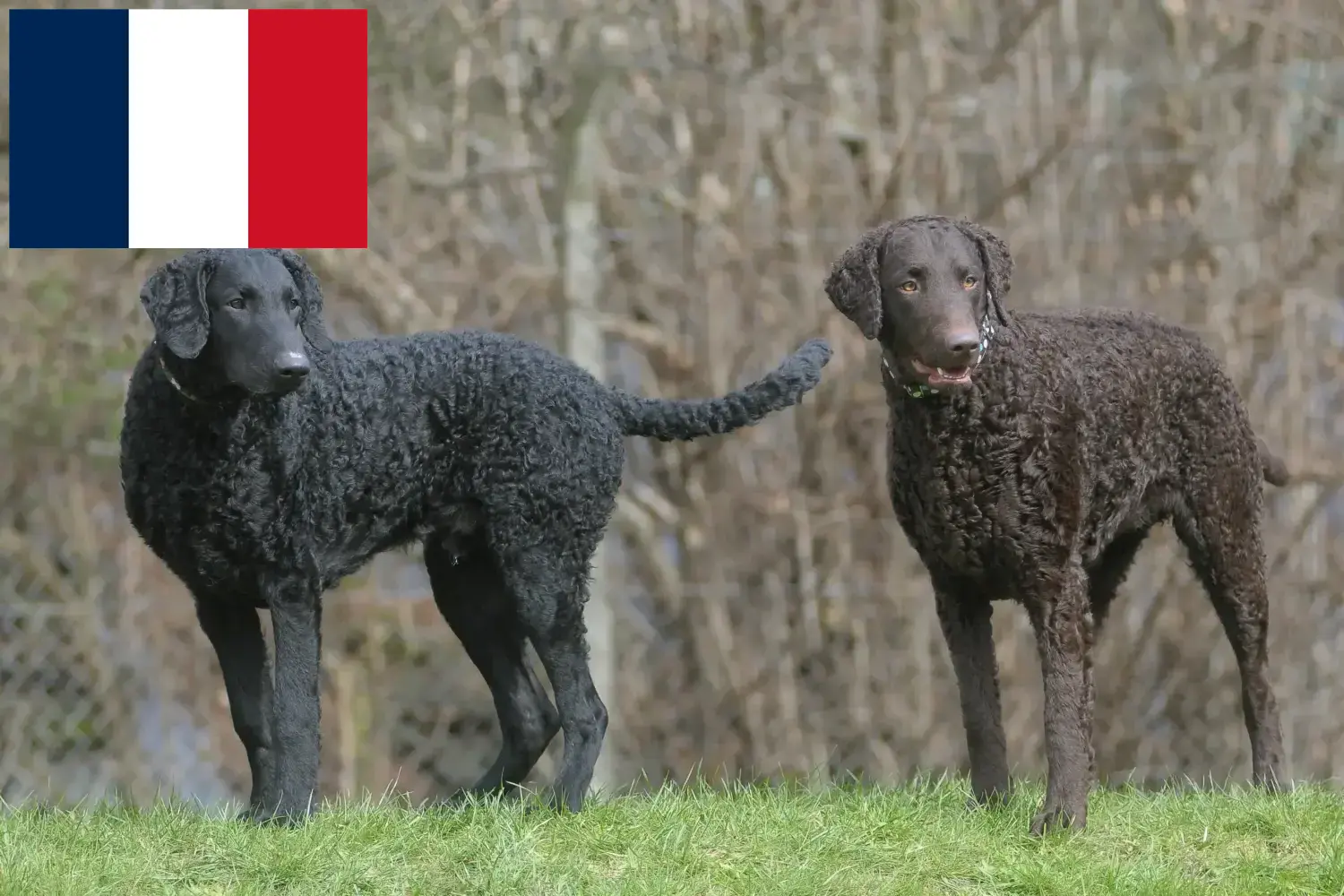 Lee más sobre el artículo Criadores de Curly Coated Retriever y cachorros en Francia