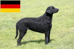 Lee más sobre el artículo Criadores de Curly Coated Retriever y cachorros en Alemania