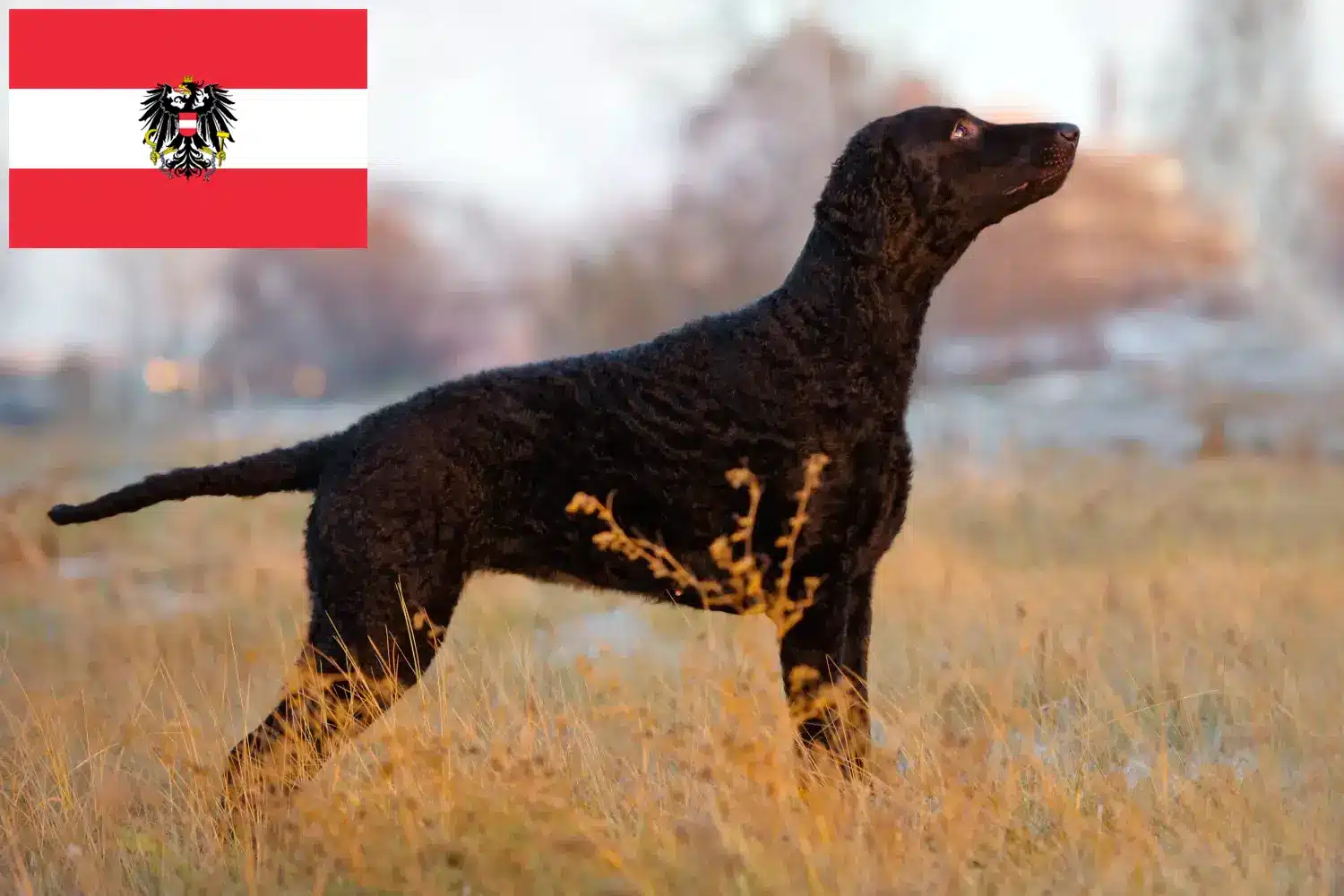 Lee más sobre el artículo Criadores de Curly Coated Retriever y cachorros en Austria