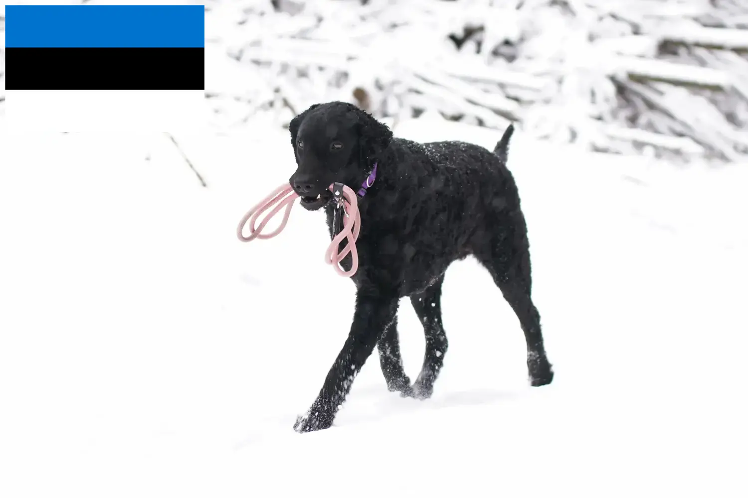 Lee más sobre el artículo Criadores de Curly Coated Retriever y cachorros en Estonia