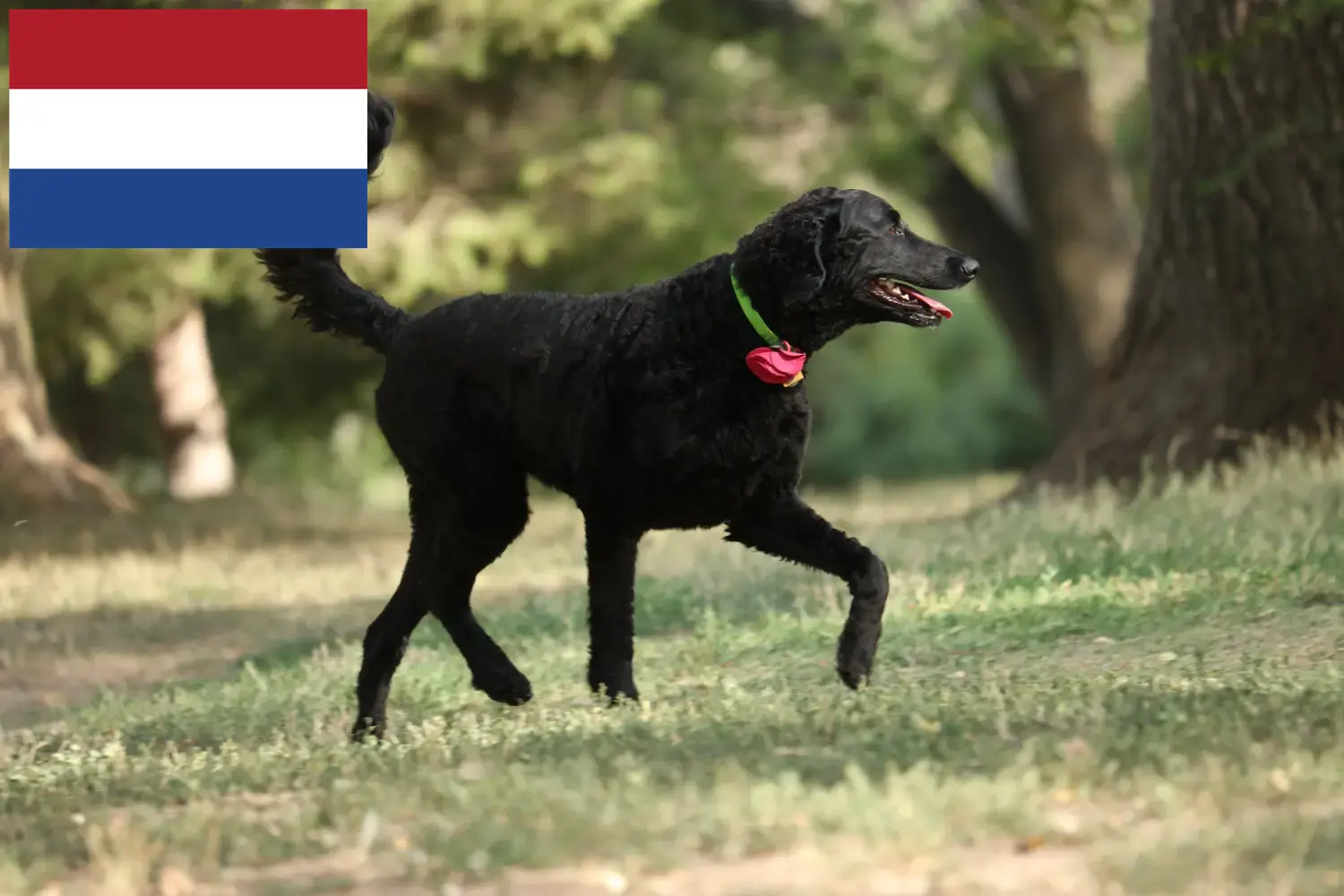 Lee más sobre el artículo Criadores de Curly Coated Retriever y cachorros en los Países Bajos