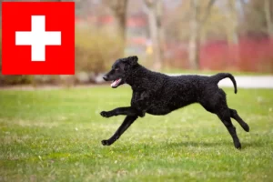 Lee más sobre el artículo Criadores de Curly Coated Retriever y cachorros en Suiza