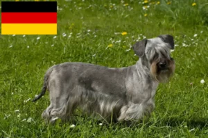 Lee más sobre el artículo Criadores y cachorros de Terrier checo en Alemania