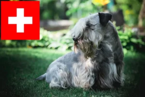 Lee más sobre el artículo Criadores de Terrier checo y cachorros en Suiza