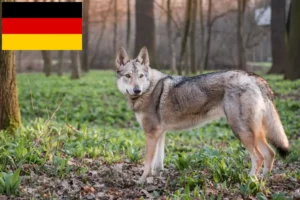 Lee más sobre el artículo Criadores de perros lobo checoslovacos y cachorros en Alemania