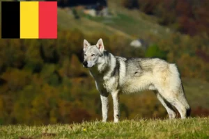 Lee más sobre el artículo Criadores de perros lobo checoslovacos y cachorros en Bélgica