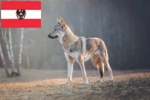 Lee más sobre el artículo Criadores de perros lobo checoslovacos y cachorros en Austria