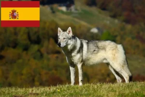 Lee más sobre el artículo Criador de Perro Lobo Checoslovaco y Cachorros en España