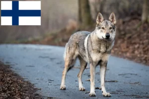 Lee más sobre el artículo Criador de Perros Lobo Checoslovacos y Cachorros en Finlandia