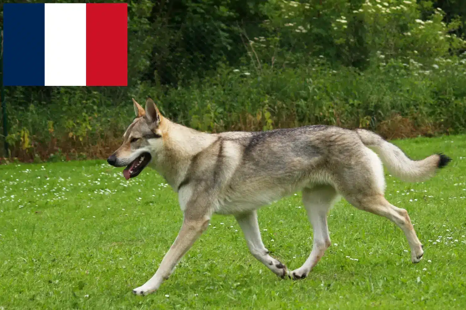 Lee más sobre el artículo Criador de Perros Lobo Checoslovacos y Cachorros en Francia