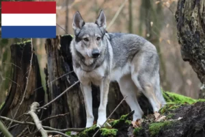 Lee más sobre el artículo Criadores de Wolfhound checoslovaco y cachorros en los Países Bajos