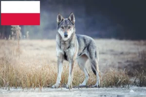 Lee más sobre el artículo Criadores de perros lobo checoslovacos y cachorros en Polonia