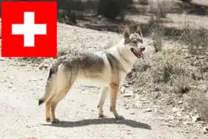 Lee más sobre el artículo Criadores de Wolfhound checoslovaco y cachorros en Suiza