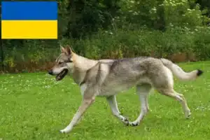 Lee más sobre el artículo Criadores de Wolfhound checoslovaco y cachorros en Ucrania