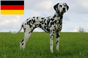 Lee más sobre el artículo Criadores de dálmatas y cachorros en Alemania