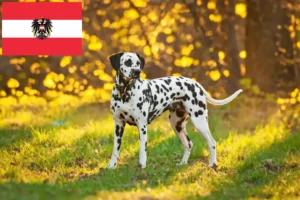 Lee más sobre el artículo Criadores de dálmatas y cachorros en Austria