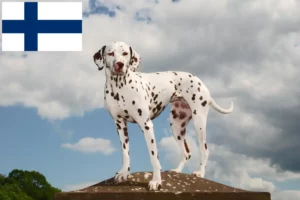 Lee más sobre el artículo Criadores de dálmatas y cachorros en Finlandia