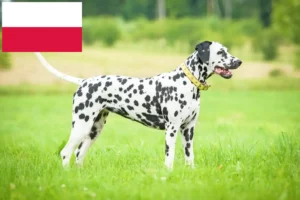 Lee más sobre el artículo Criadores de dálmatas y cachorros en Polonia