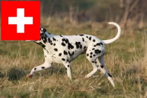 Lee más sobre el artículo Criadores de dálmatas y cachorros en Suiza