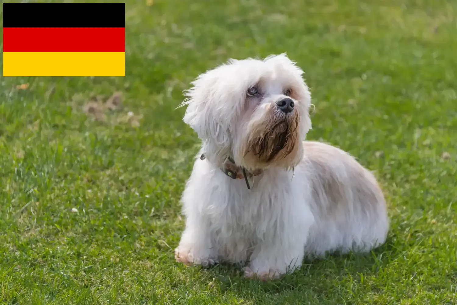 Lee más sobre el artículo Dandie Dinmont Terrier criadores y cachorros en Alemania