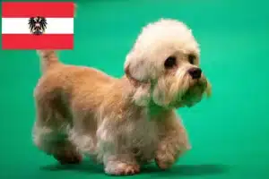 Lee más sobre el artículo Dandie Dinmont Terrier criadores y cachorros en Austria