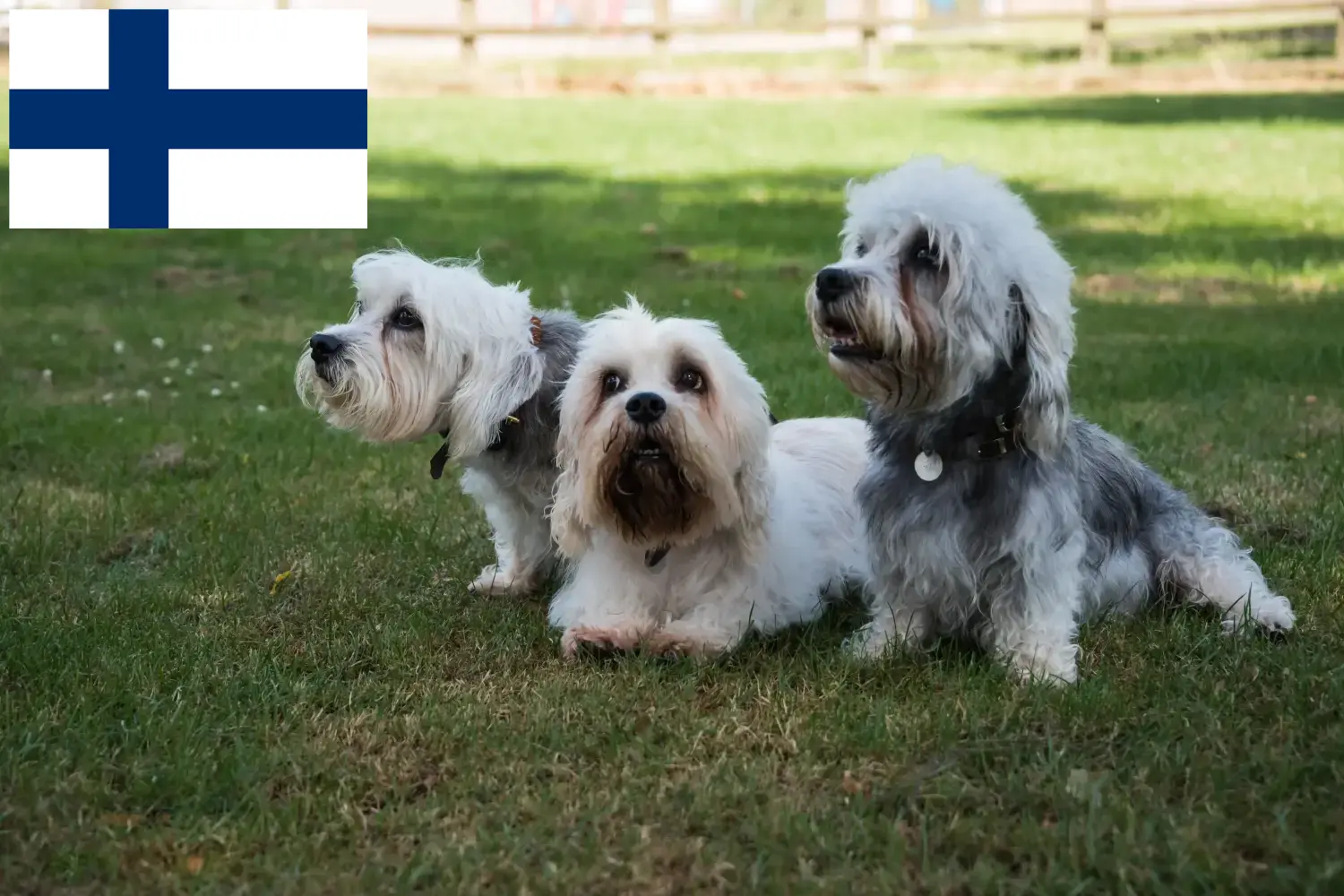 Lee más sobre el artículo Dandie Dinmont Terrier criadores y cachorros en Finlandia