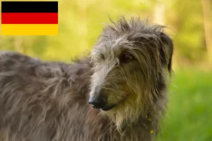 Lee más sobre el artículo Criadores de Deerhound y cachorros en Alemania